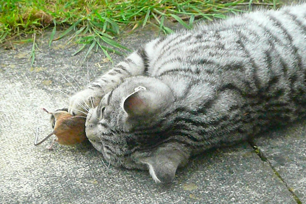 P1000349 Cat playing with a mouse